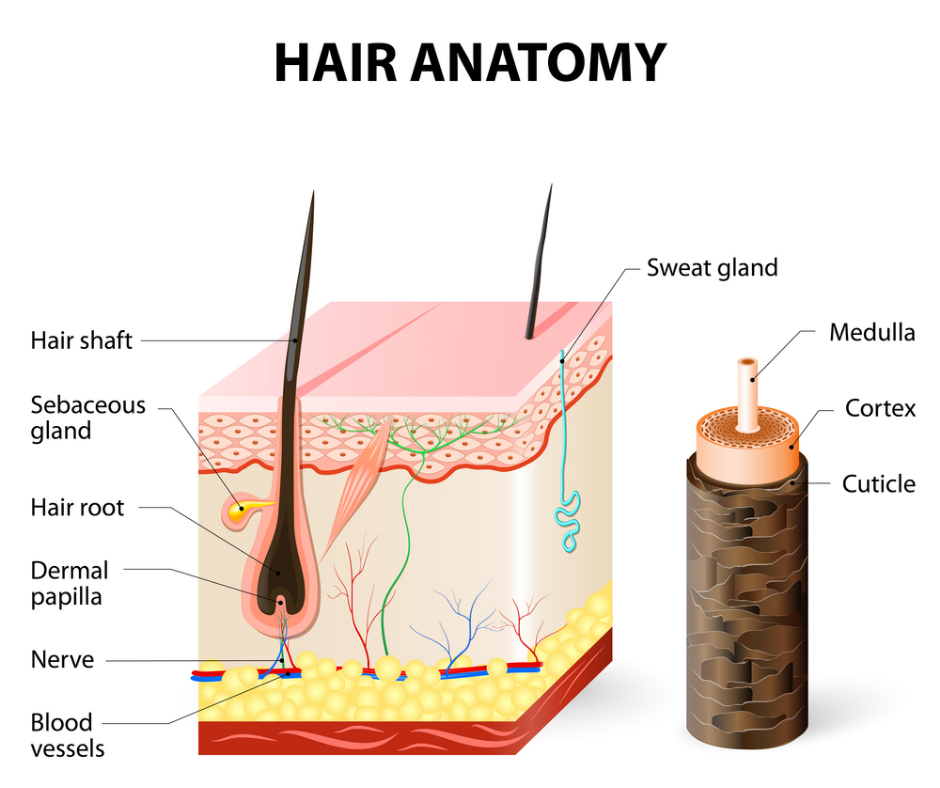 Thyroid and hair loss