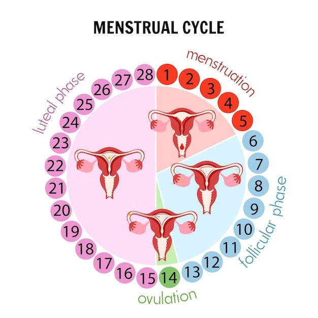 menstrual cycle